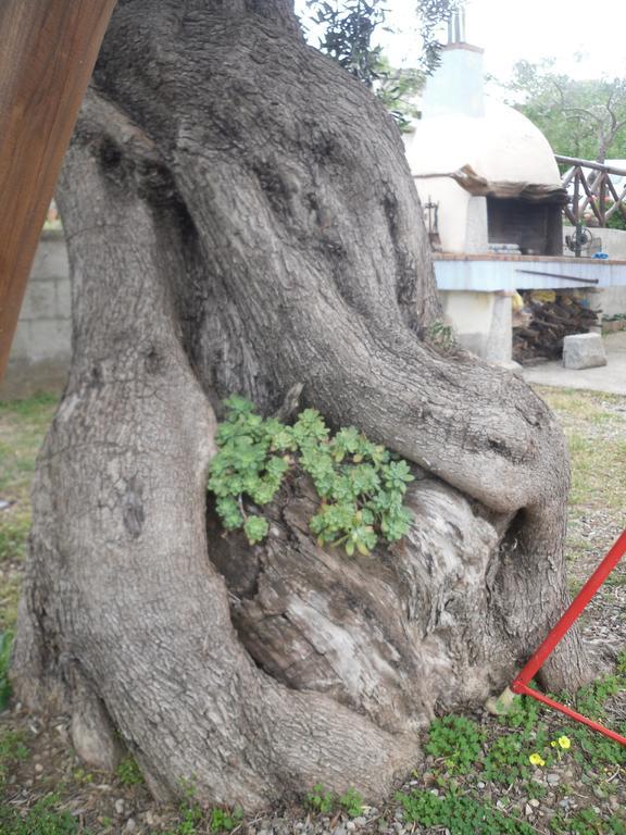 Appartamento Maremontagna Cardedu Dış mekan fotoğraf